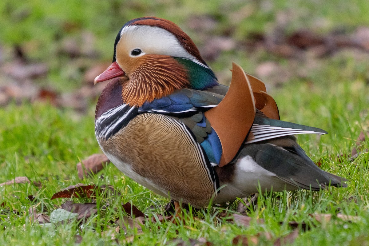 Mandarin Duck - ML643687623