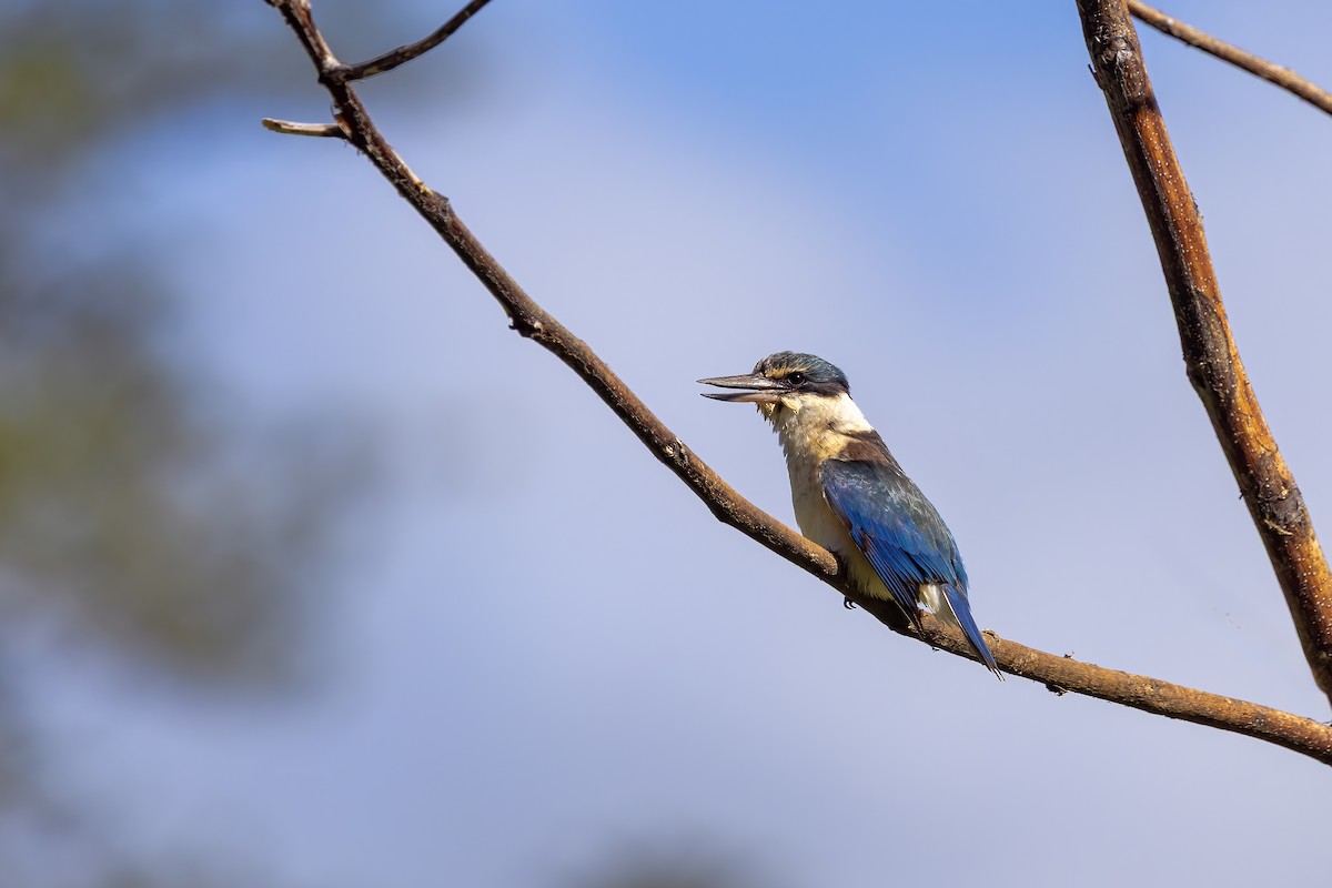Sacred Kingfisher - ML643687626