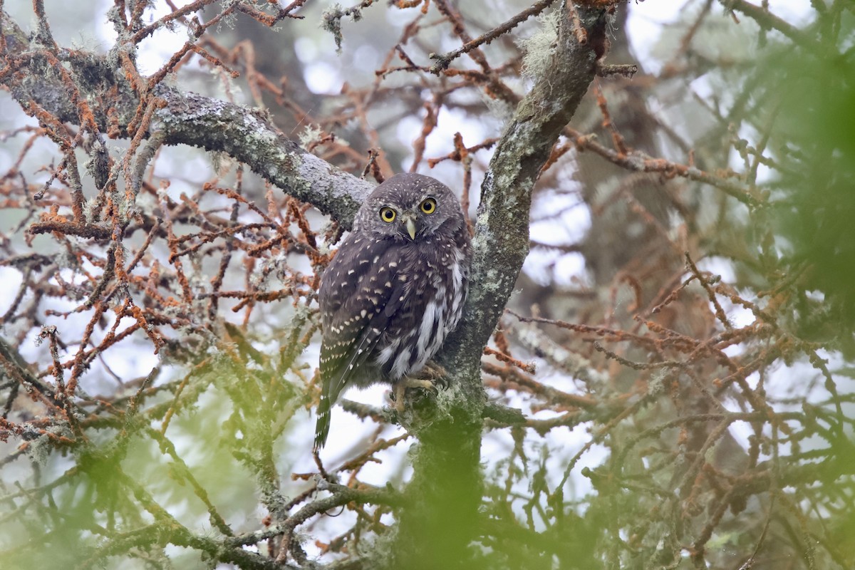 Andean Pygmy-Owl - ML643687633
