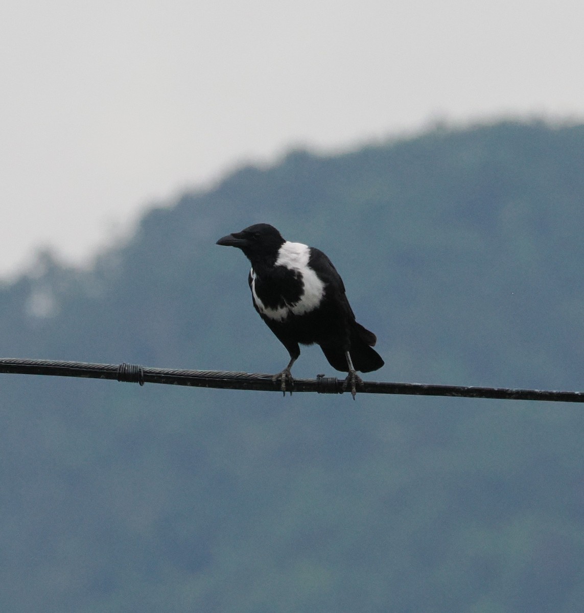 クビワガラス - ML643687647