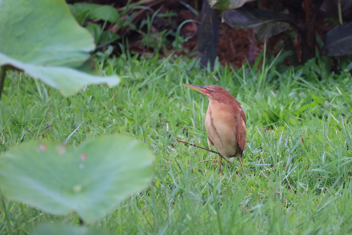 Cinnamon Bittern - ML643687656