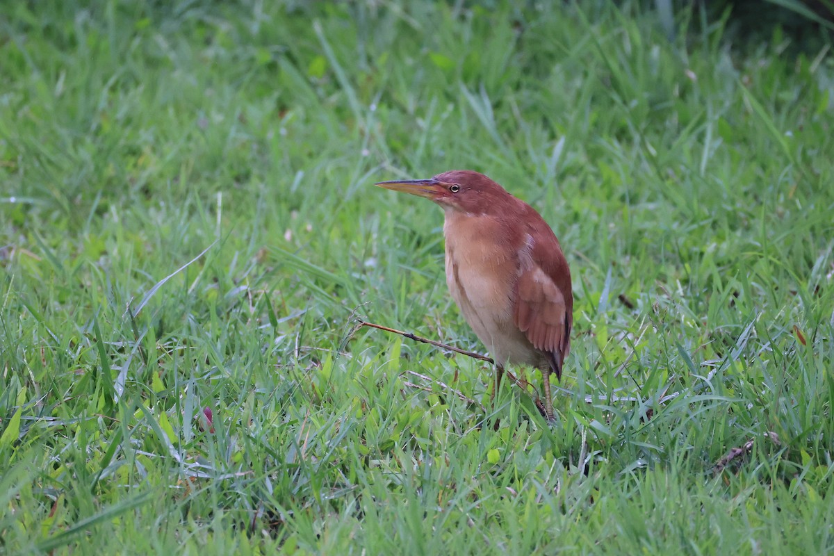 Cinnamon Bittern - ML643687657