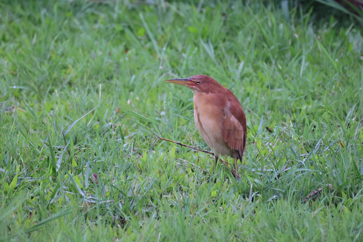 Cinnamon Bittern - ML643687658