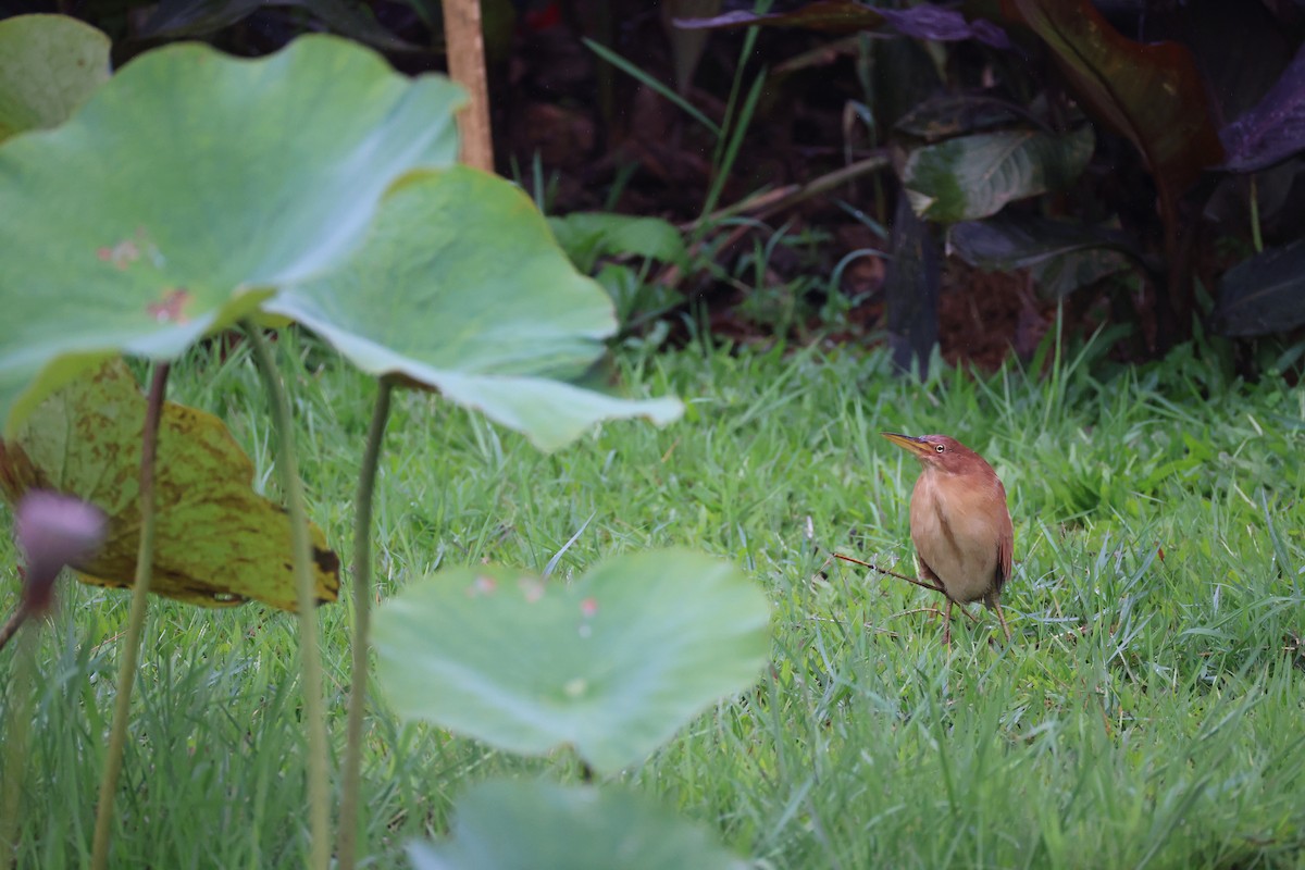 Cinnamon Bittern - ML643687659