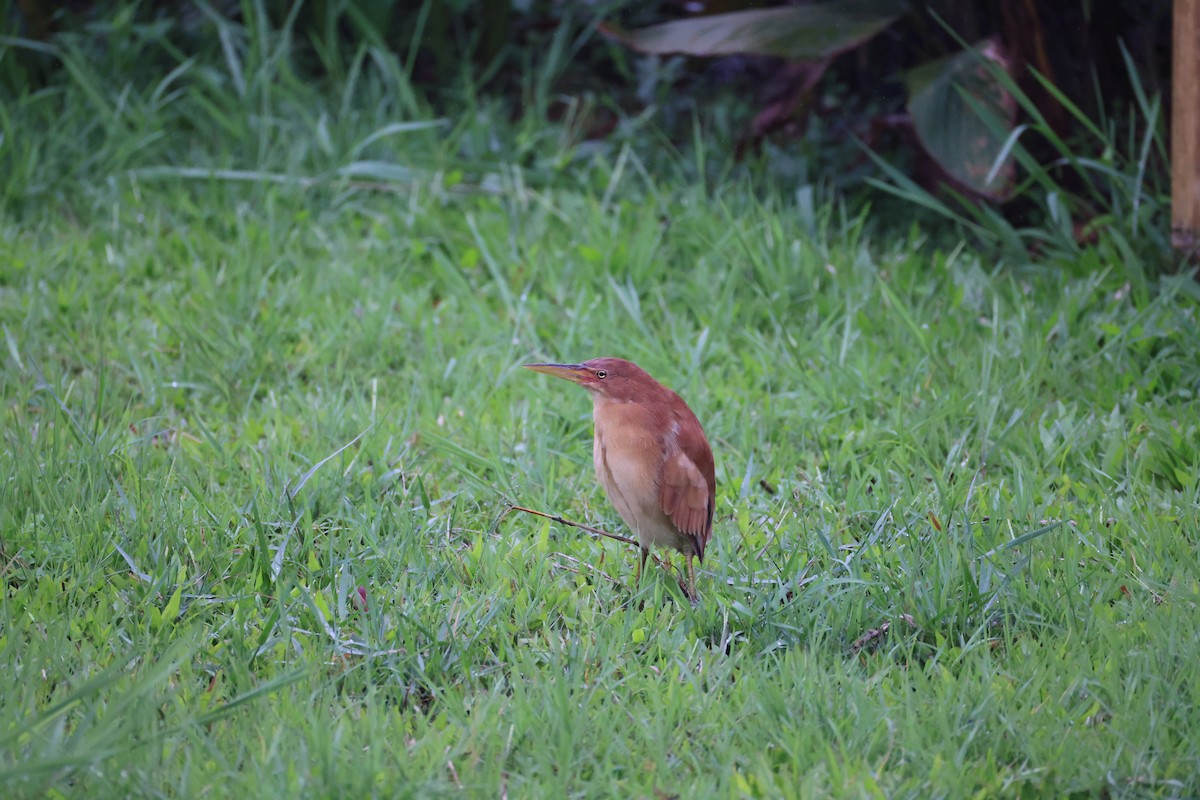 Cinnamon Bittern - ML643687660