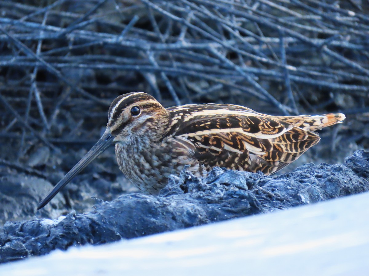 Common Snipe - ML643687668