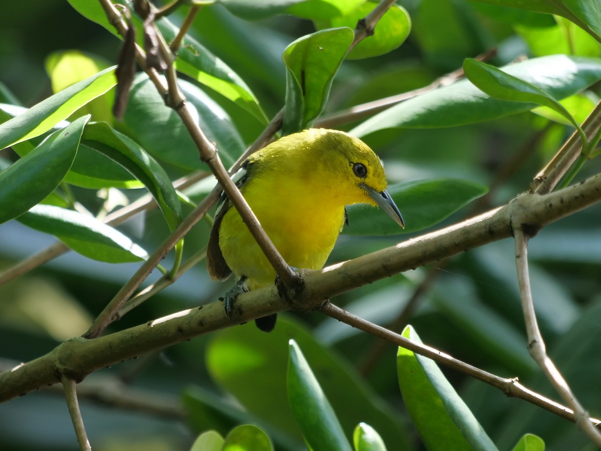 Common Iora - ML643687671