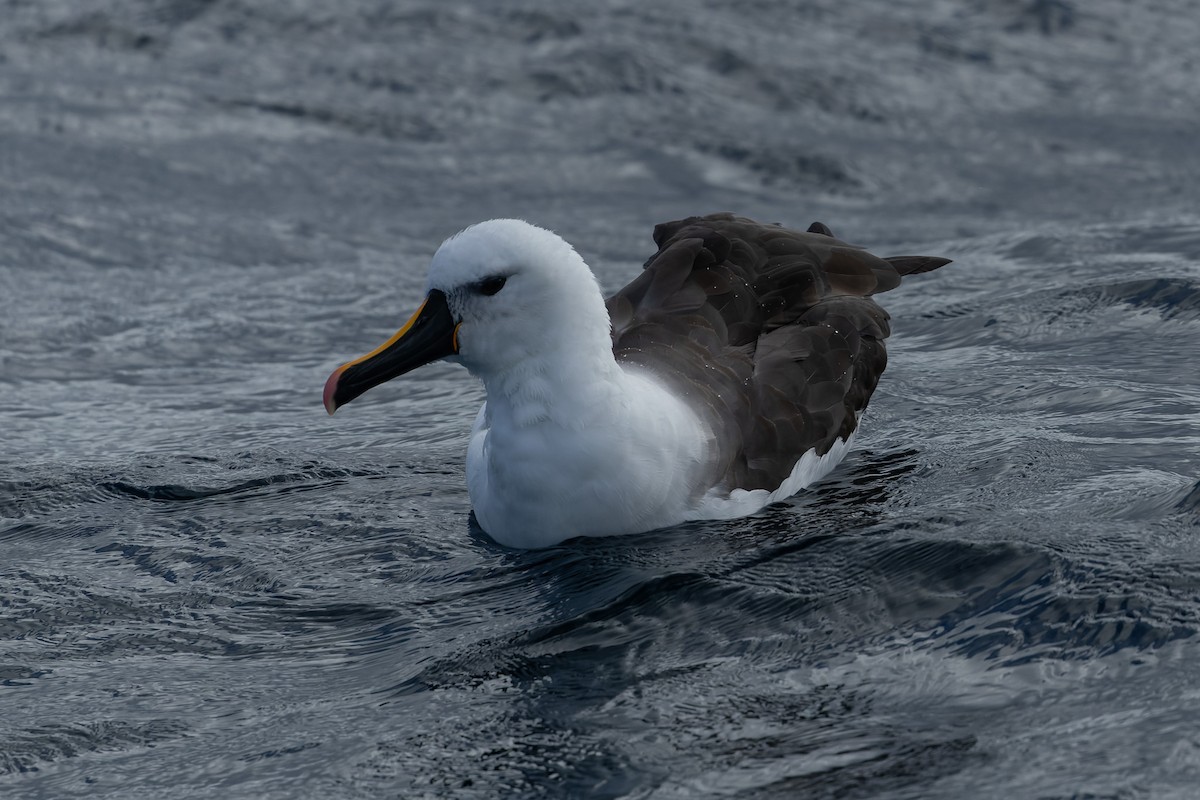 Indian Yellow-nosed Albatross - ML643687676