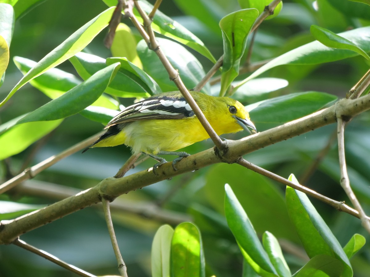 Common Iora - ML643687685
