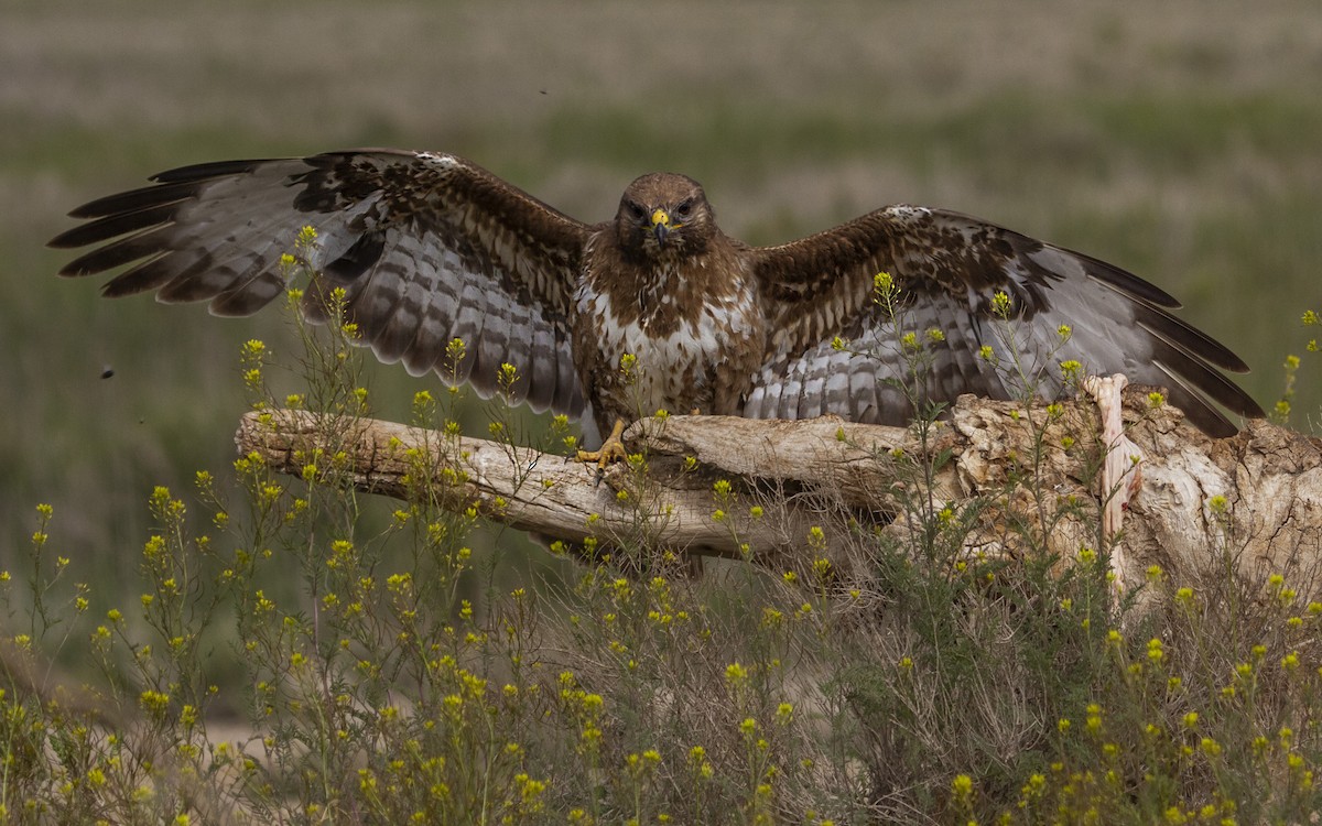 ヨーロッパノスリ - ML643687686