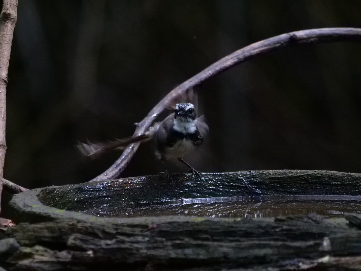 Rhipidure de Vigors - ML643687691