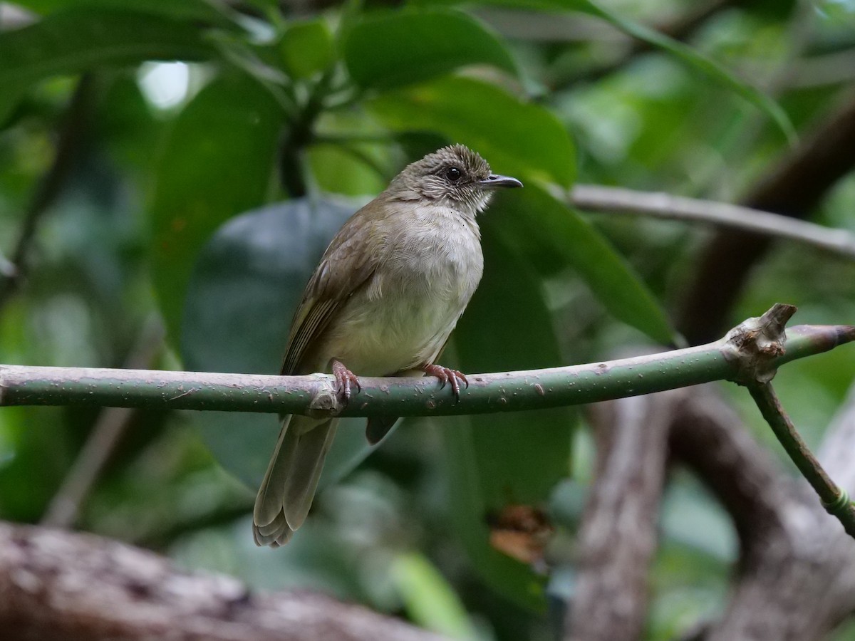 Ashy-fronted Bulbul - ML643687708
