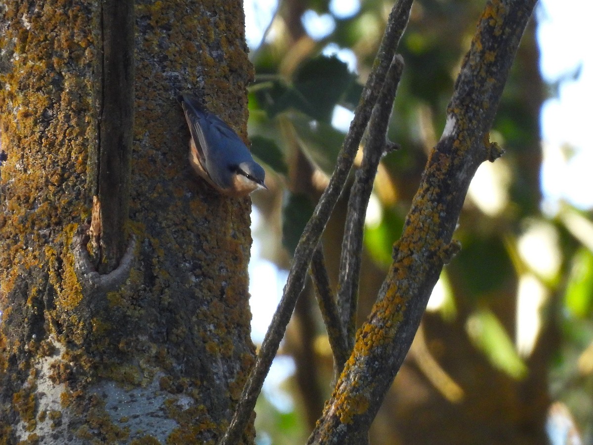 Eurasian Nuthatch - ML643687709