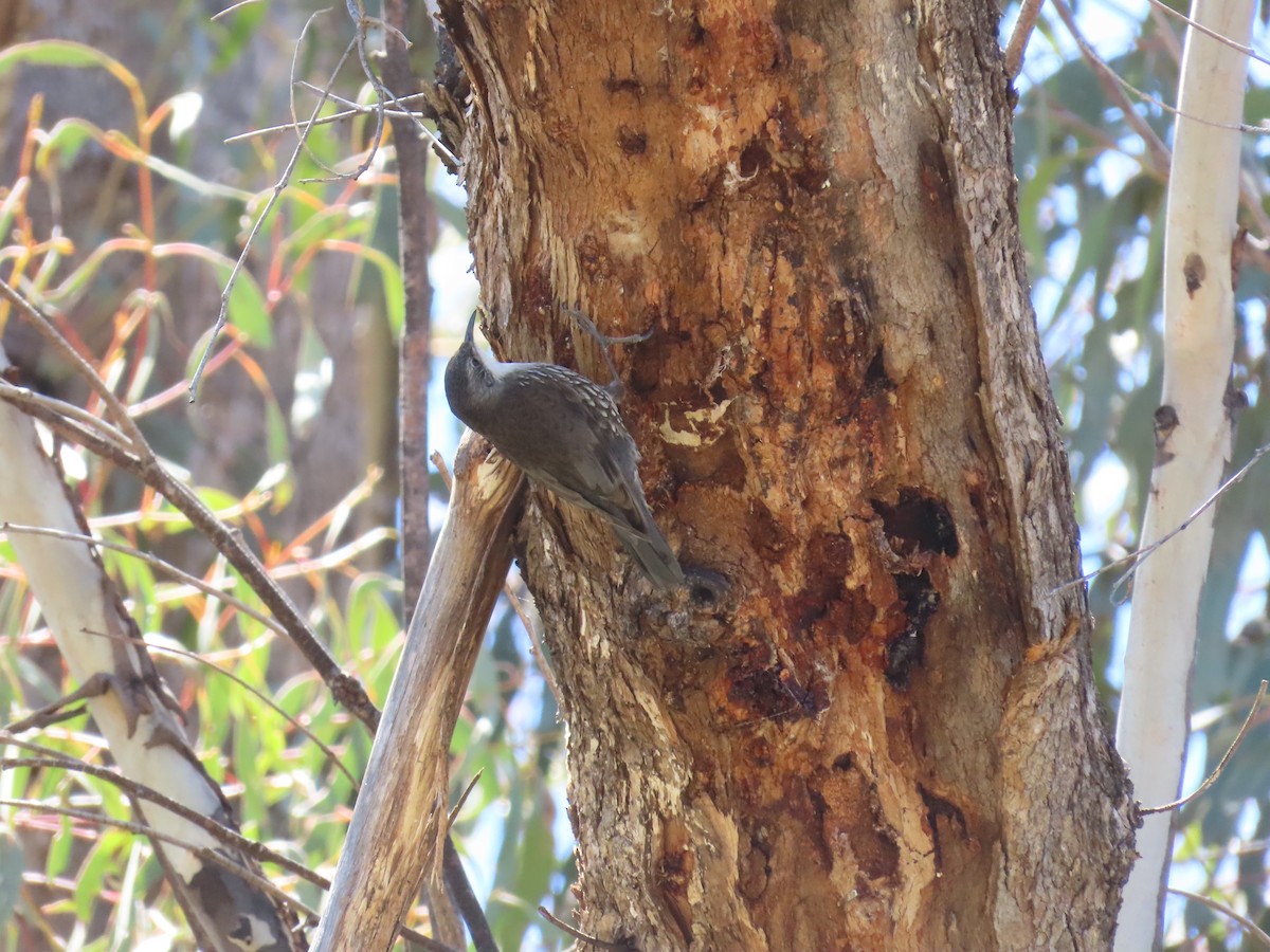 White-throated Treecreeper - ML643687711