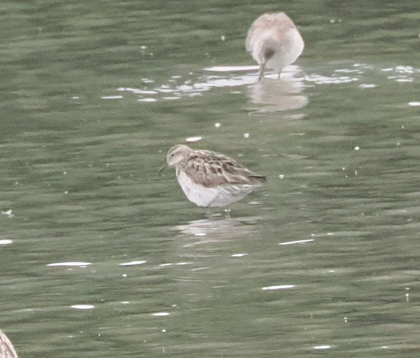 Sharp-tailed Sandpiper - ML643687715