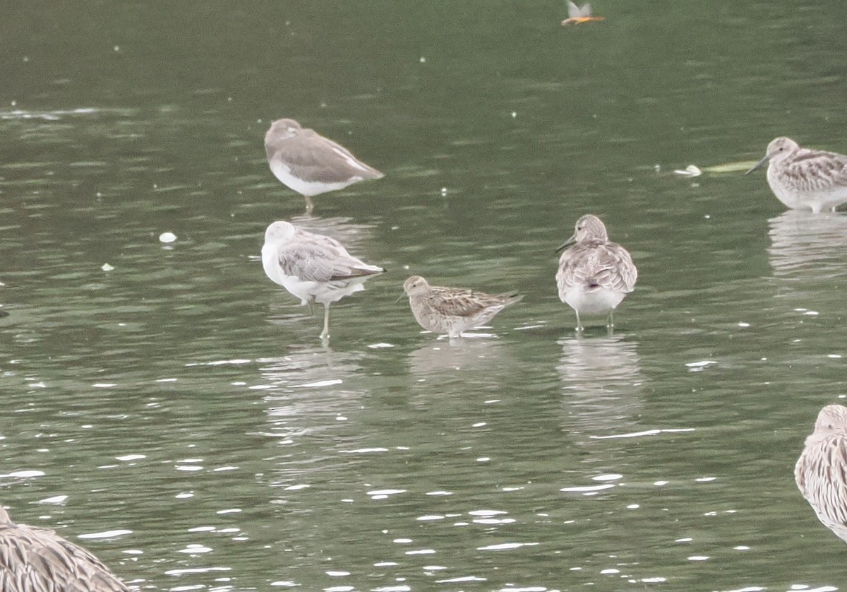 Sharp-tailed Sandpiper - ML643687716