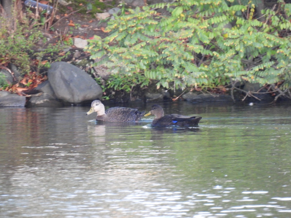 American Black Duck - ML643687718
