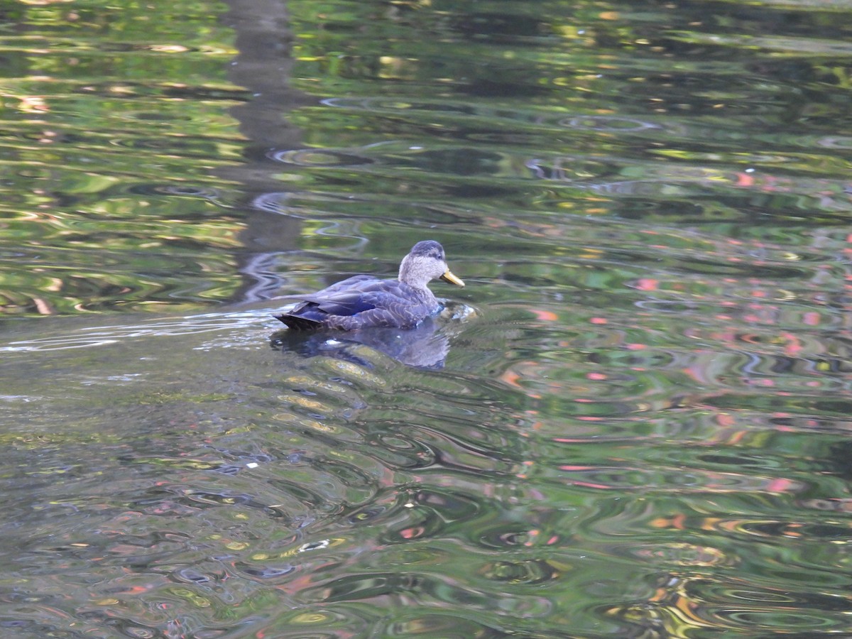 American Black Duck - ML643687719