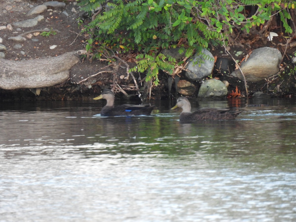 American Black Duck - ML643687720
