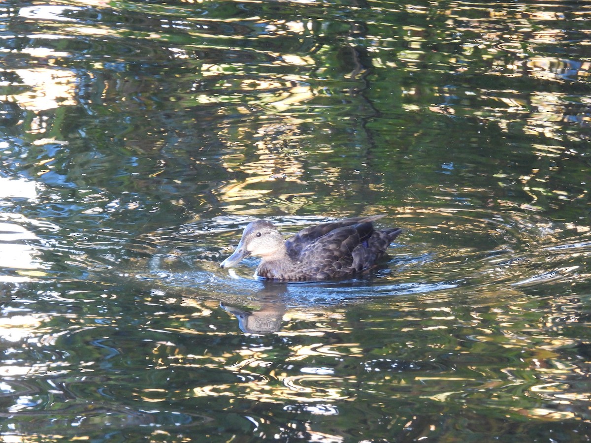 American Black Duck - ML643687721