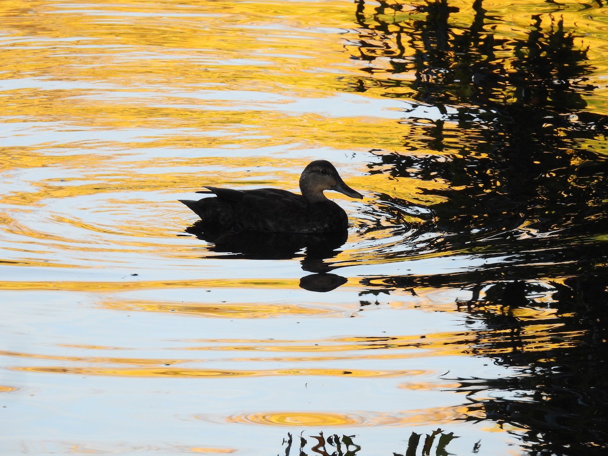 American Black Duck - ML643687722