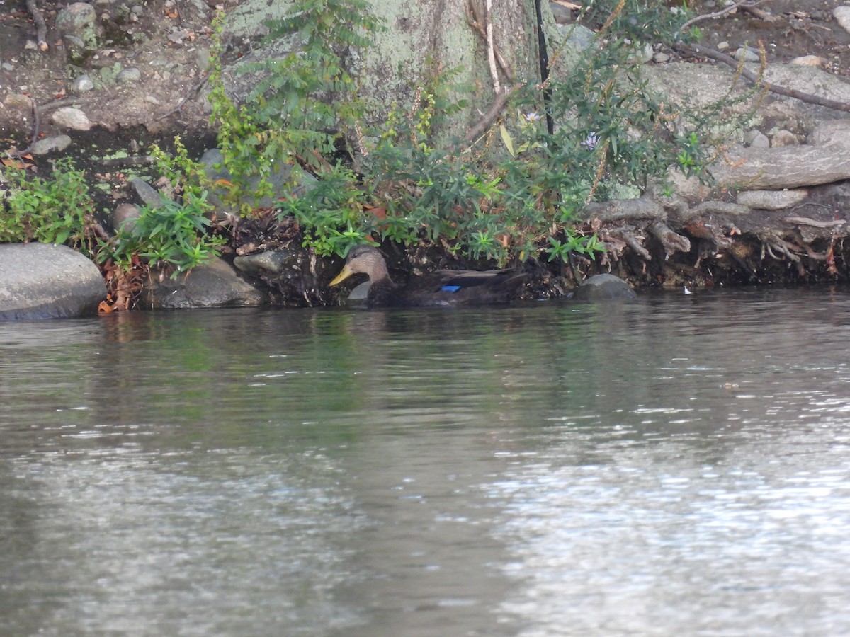 American Black Duck - ML643687723