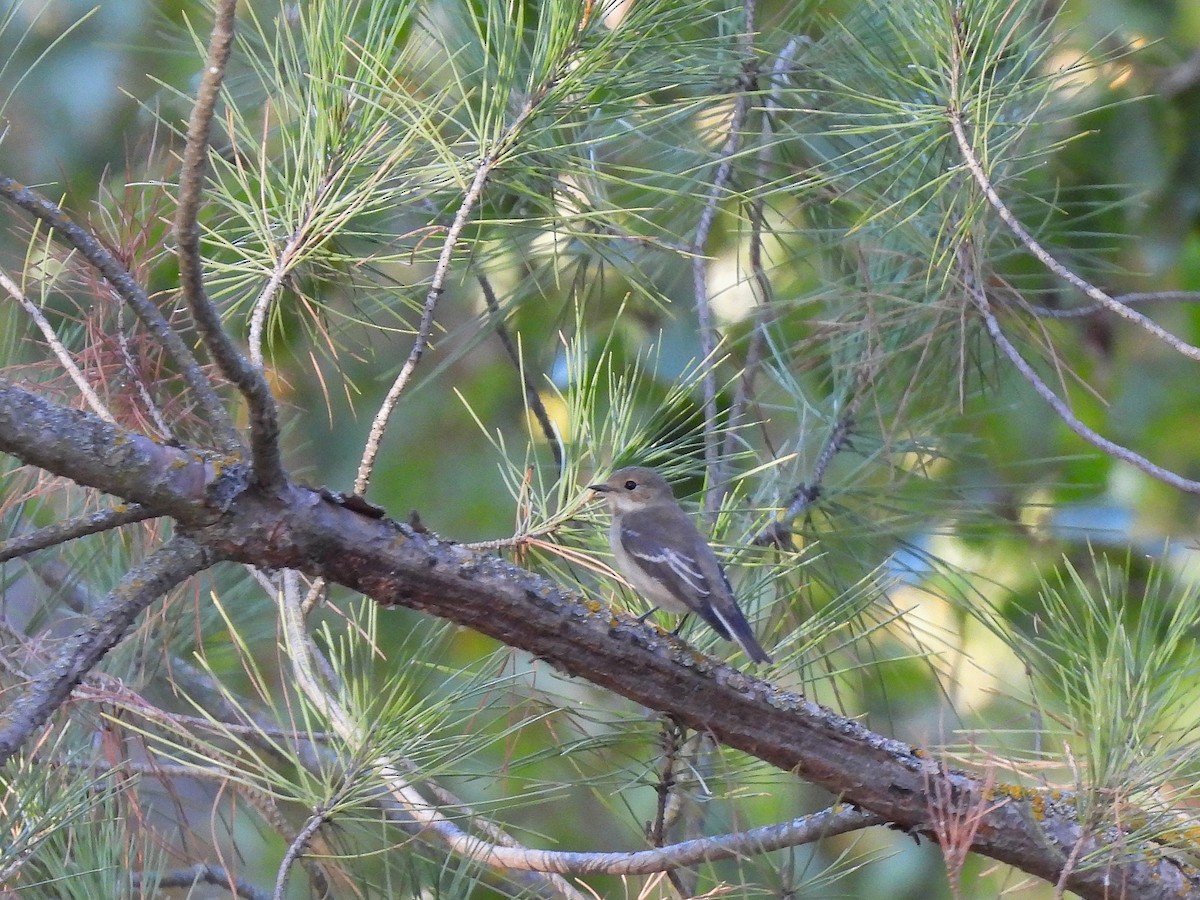 European Pied Flycatcher - ML643687726