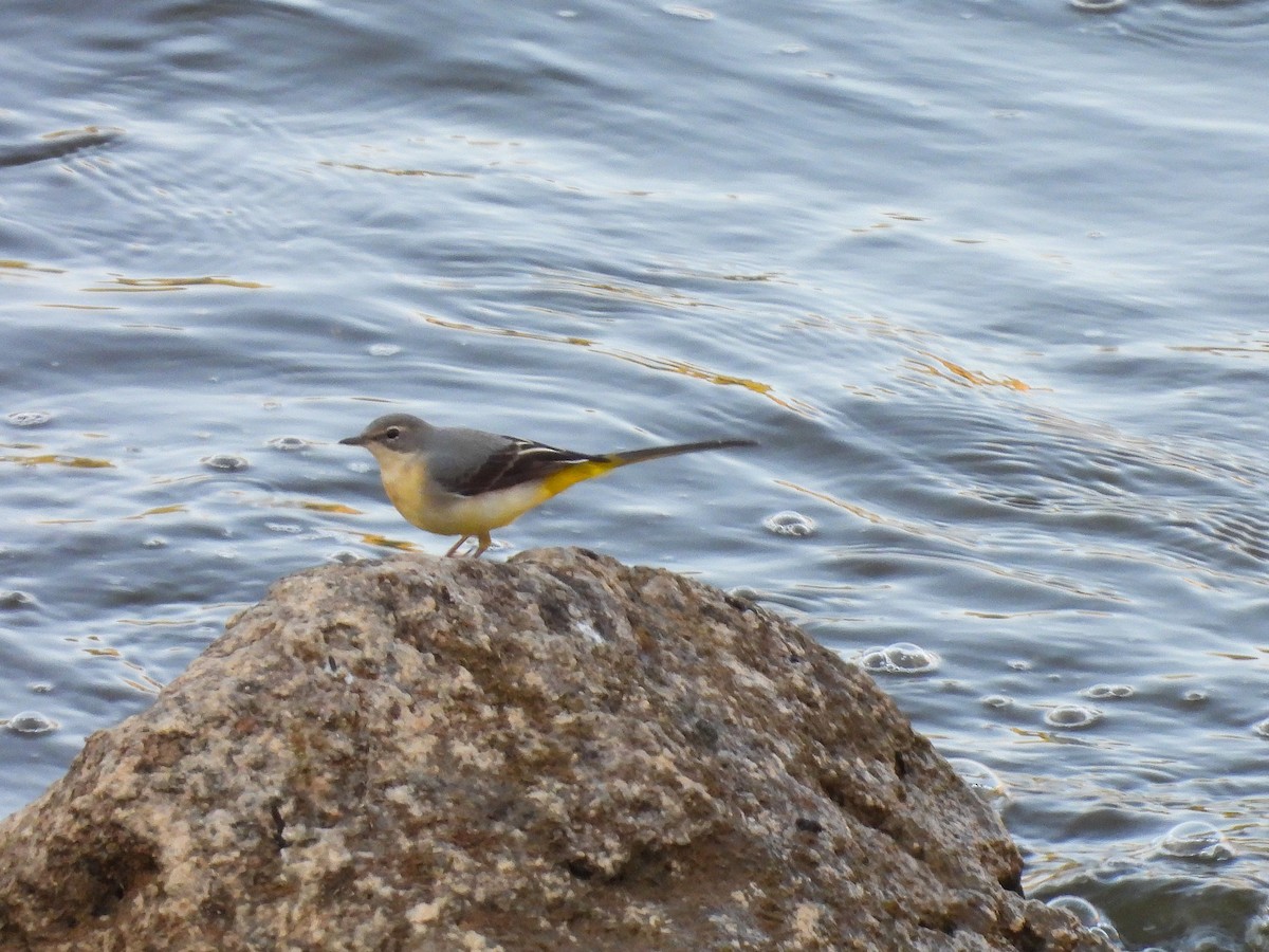 Gray Wagtail - ML643687728