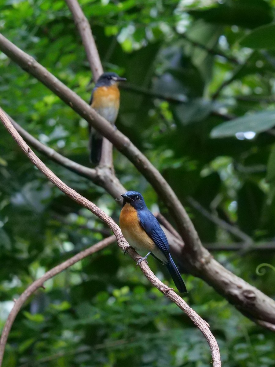 Mangrove Blue Flycatcher - ML643687729