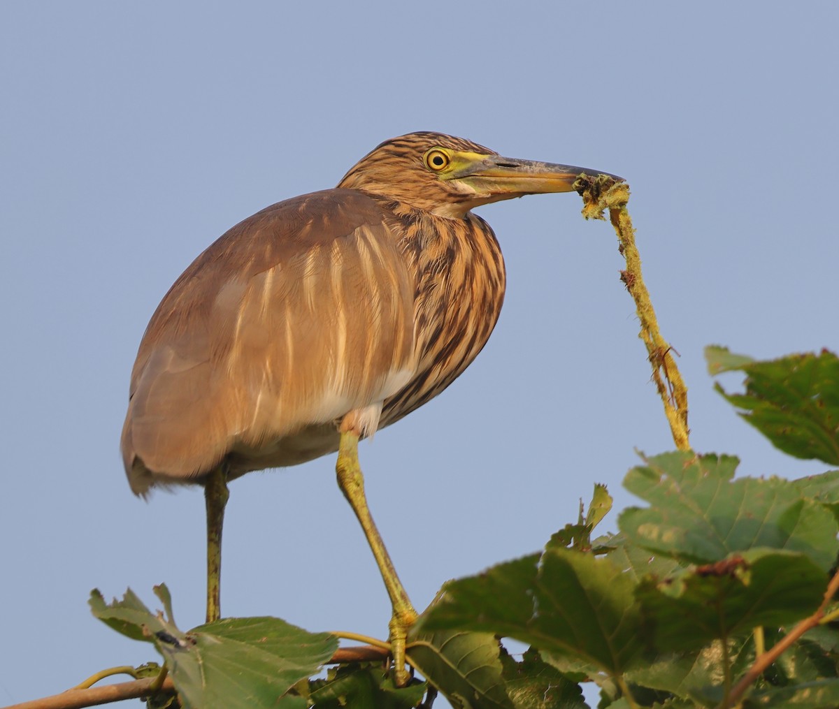 Indian Pond-Heron - ML643687731