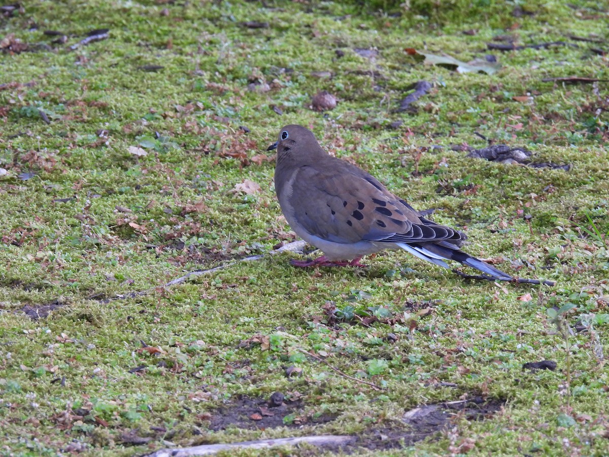 Mourning Dove - ML643687732