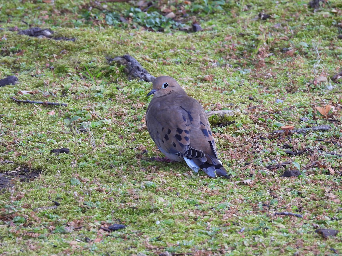 Mourning Dove - ML643687733