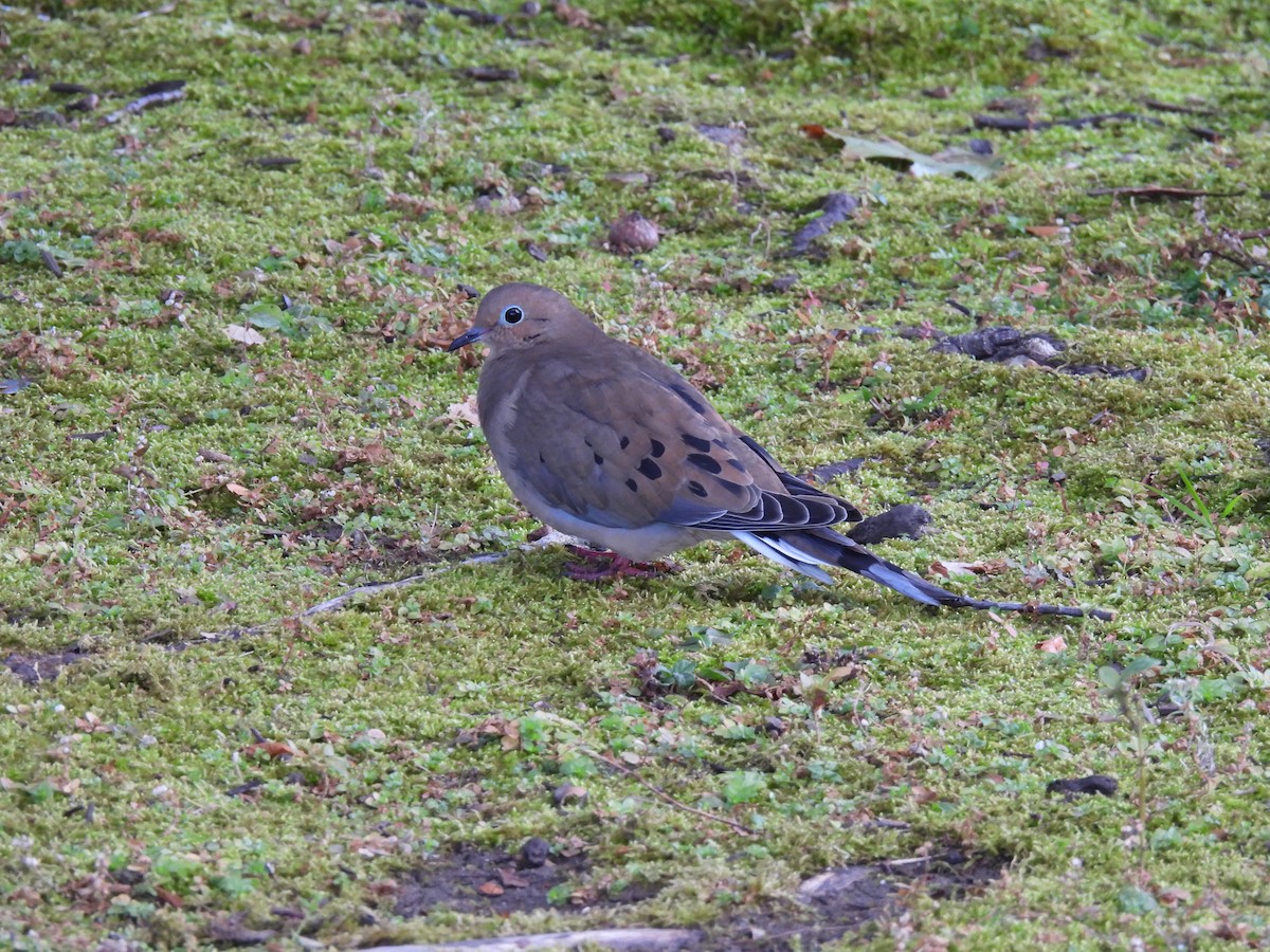 Mourning Dove - ML643687734