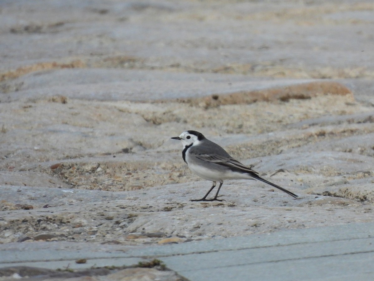 White Wagtail - ML643687735