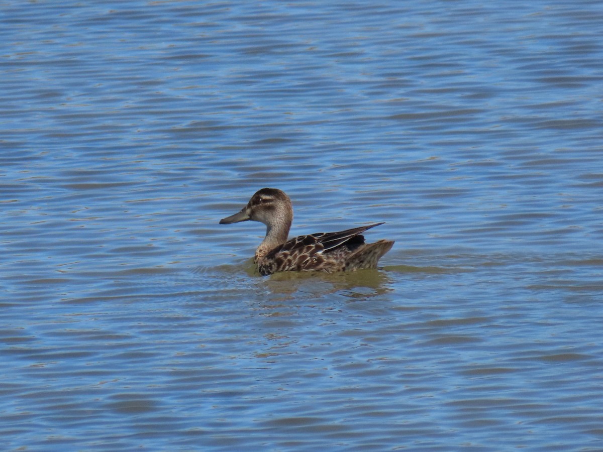 Garganey - ML643687736