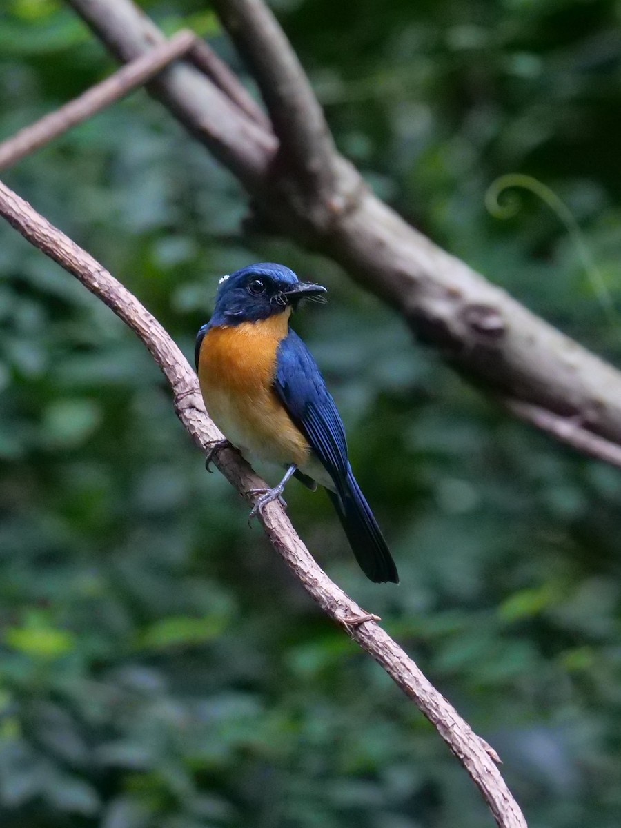 Mangrove Blue Flycatcher - ML643687737
