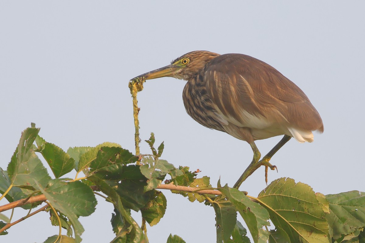 Indian Pond-Heron - ML643687738