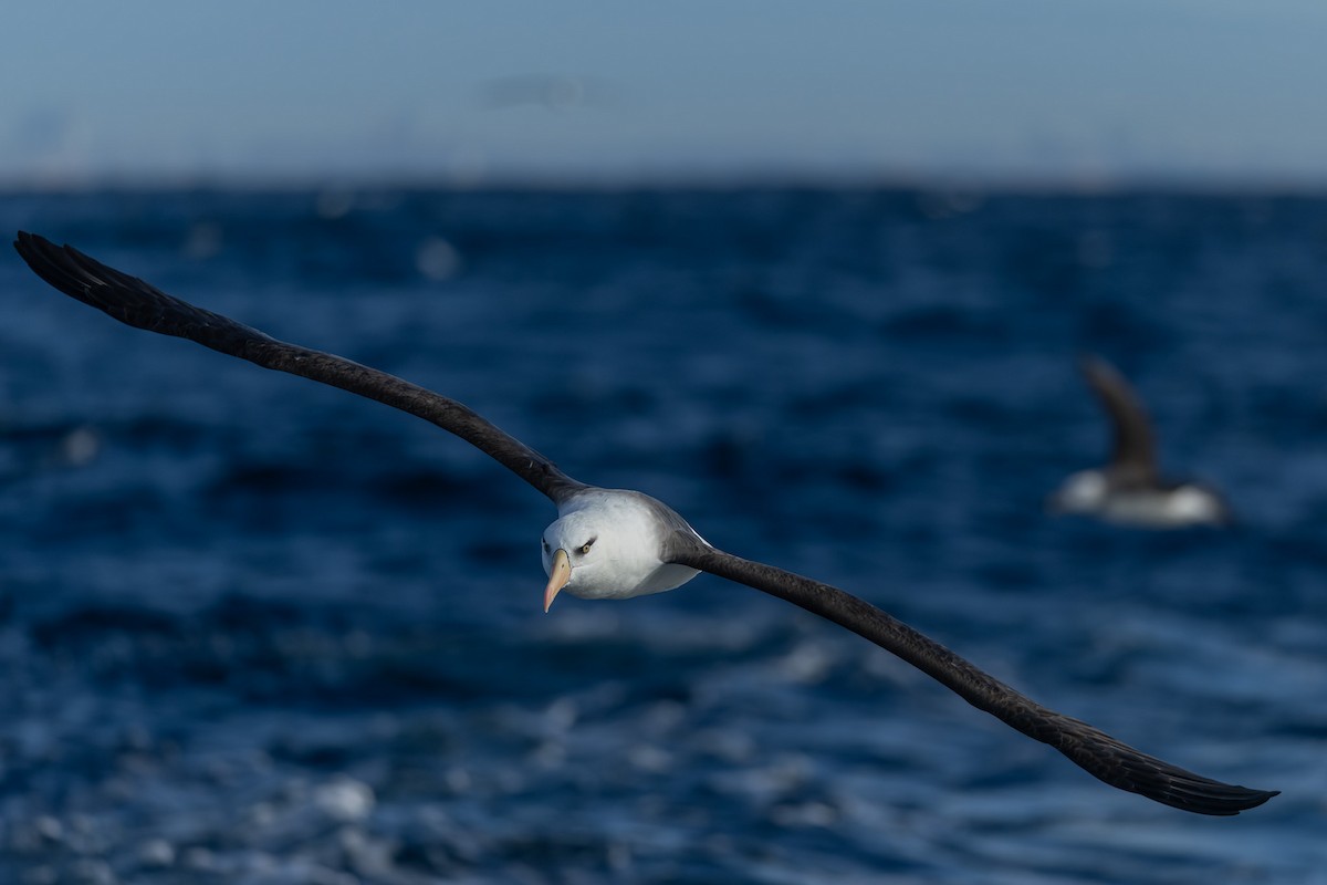 Black-browed Albatross (Campbell) - ML643687739