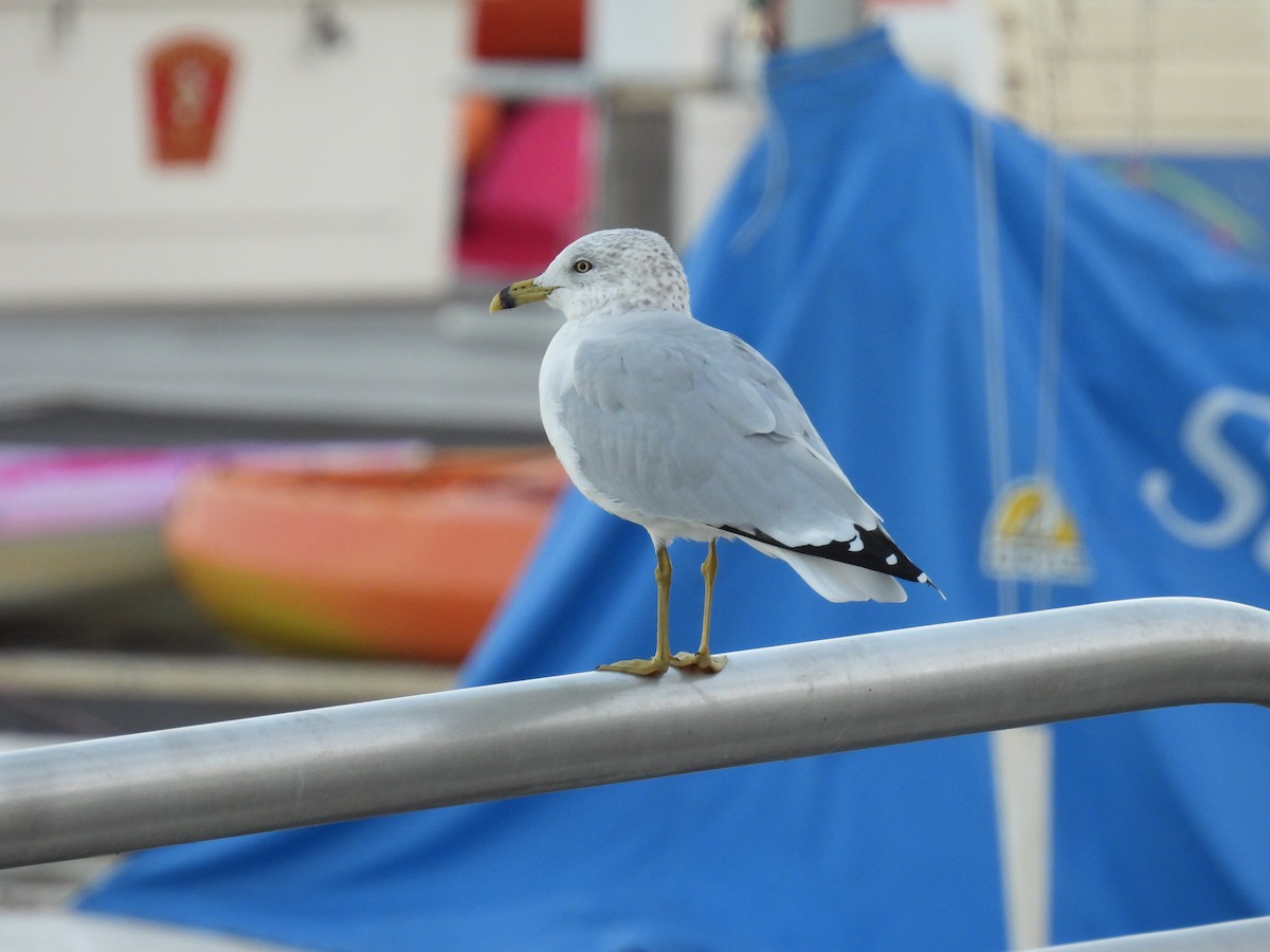 Ring-billed Gull - ML643687740