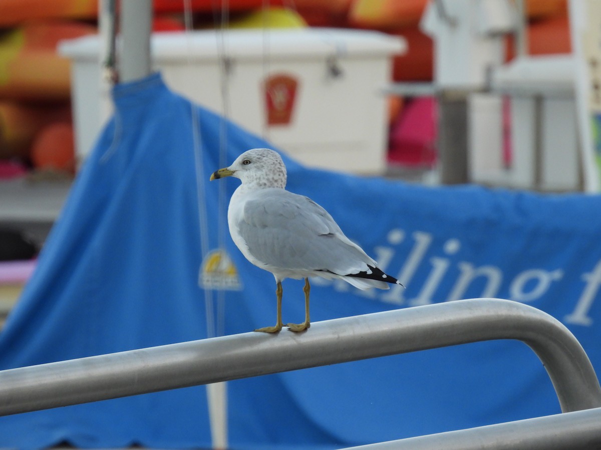 Ring-billed Gull - ML643687741