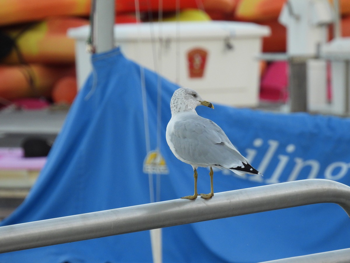 Ring-billed Gull - ML643687742