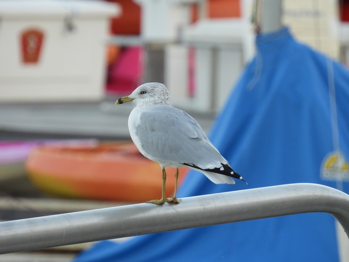 Ring-billed Gull - ML643687743