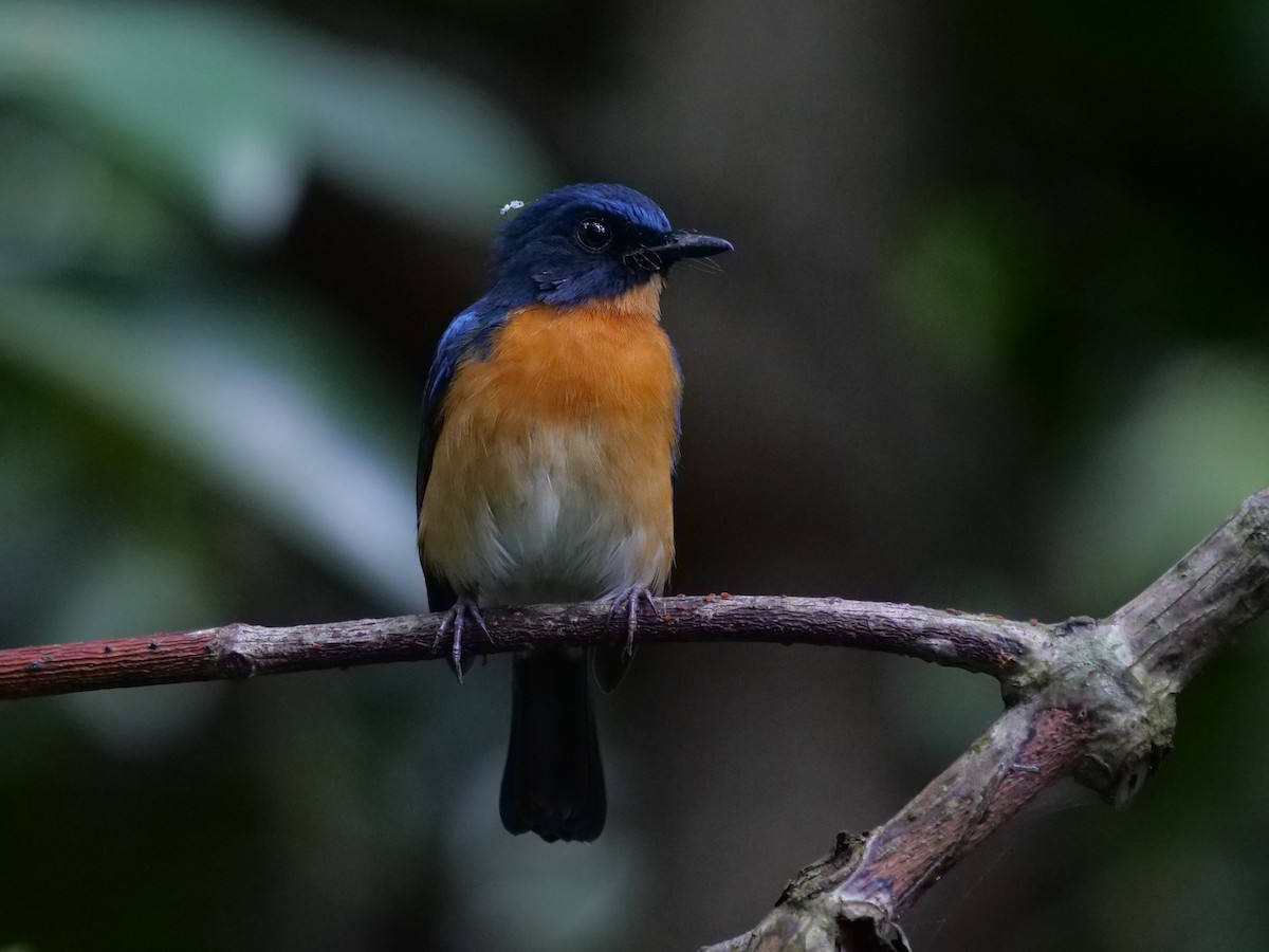 Mangrove Blue Flycatcher - ML643687744