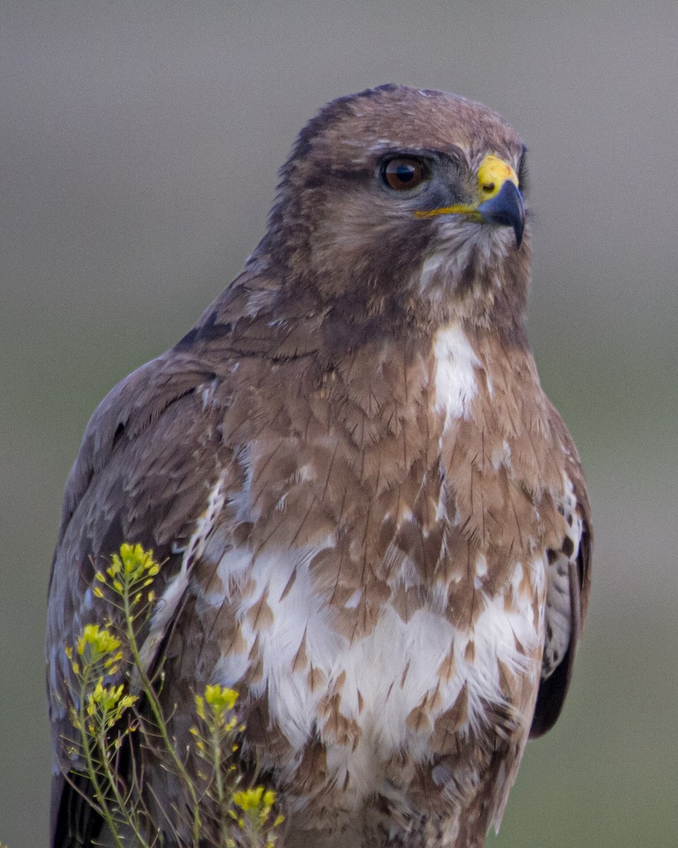 Common Buzzard - ML643687745