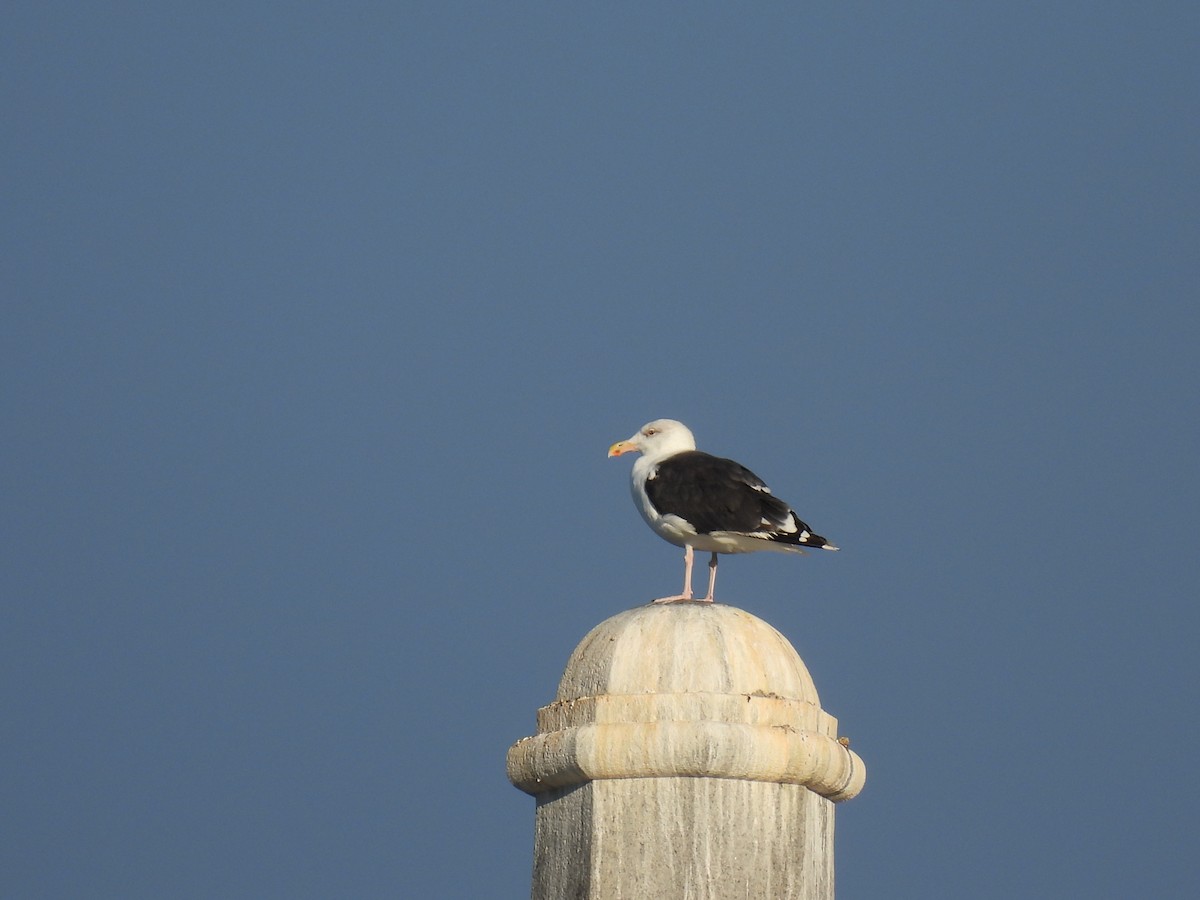 Great Black-backed Gull - ML643687746
