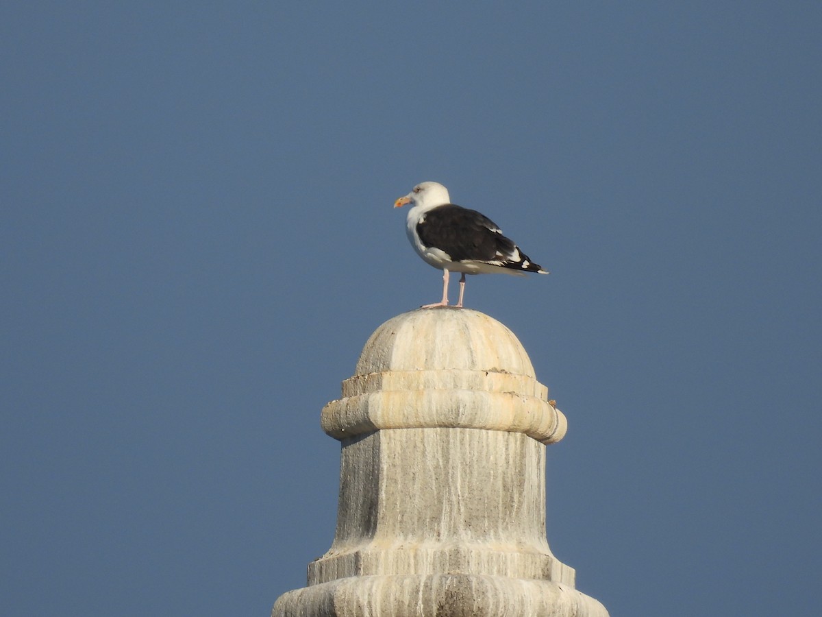 Great Black-backed Gull - ML643687747