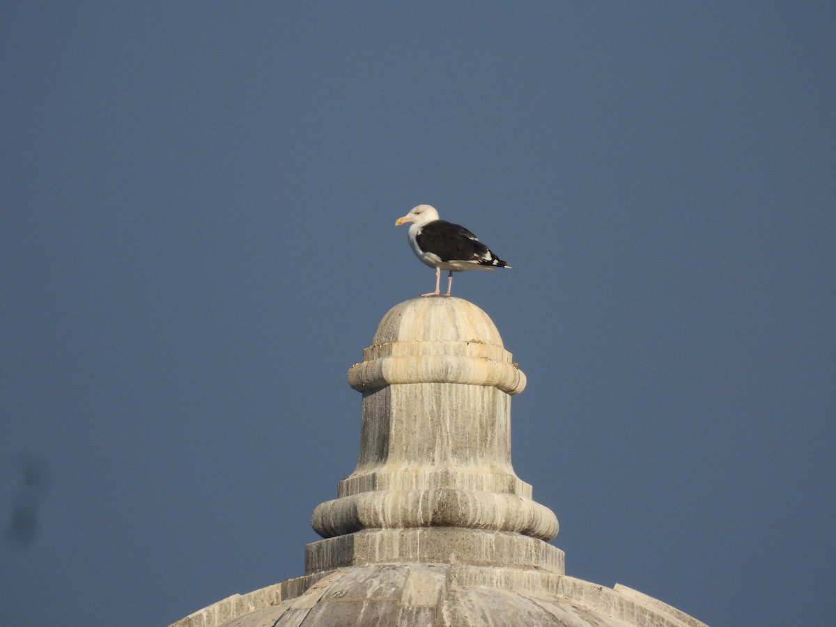 Great Black-backed Gull - ML643687748