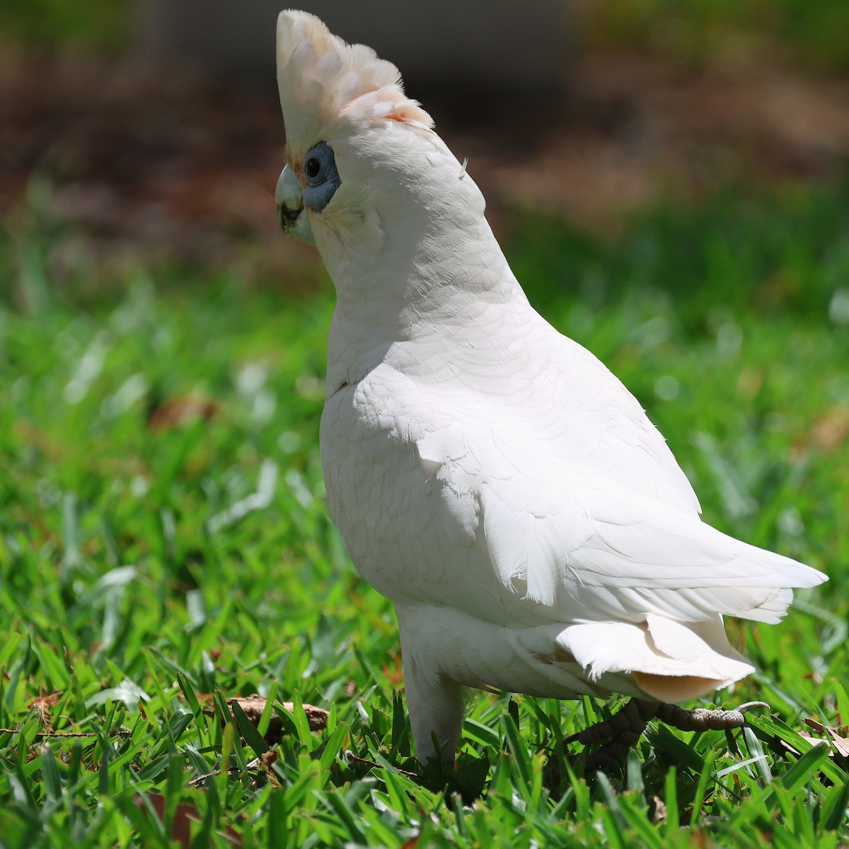 Cacatoès corella - ML643687749