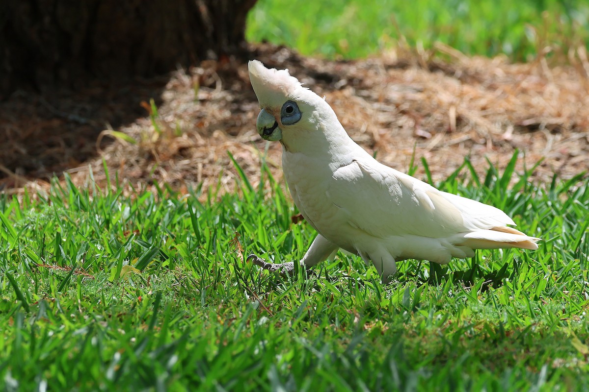 Cacatoès corella - ML643687750
