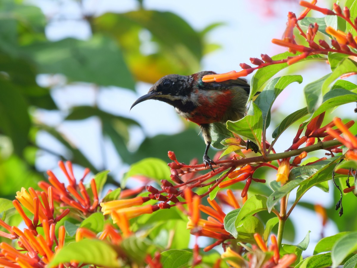 Purple-throated Sunbird - ML643687751